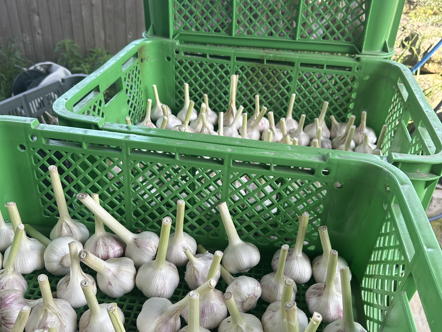 無農薬 島ニンニク1キロ✖️5/沖永良部島産/除草剤不使用ナマ