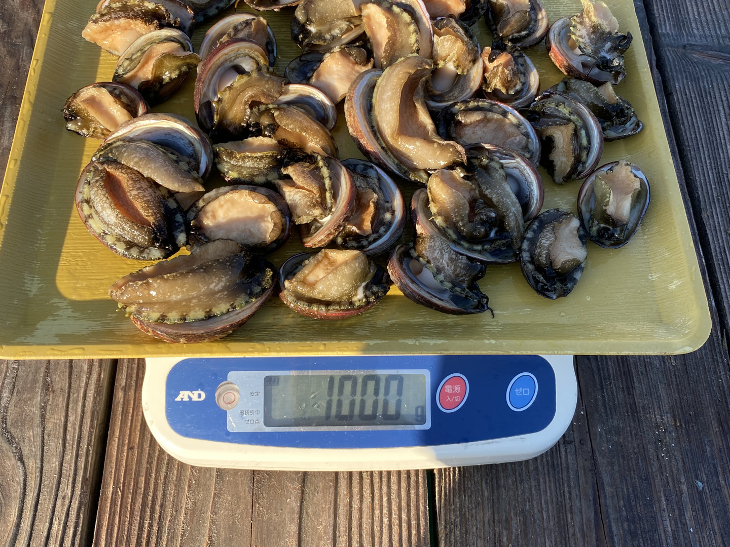 漁師直送！天然活トコブシ1キロ とこぶし ナガレコ ながれこ