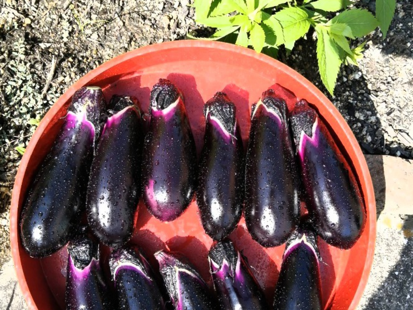 高評価の贈り物 0fbe6498e63fc1278162a5a1bce50d 野菜