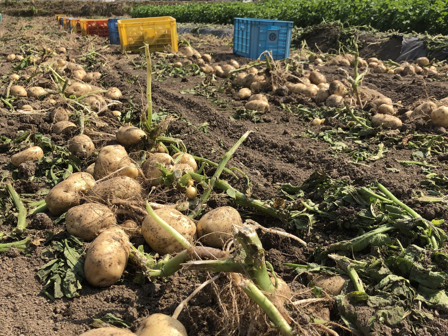 アイマサリ種芋　20キロ 220805001.jpg