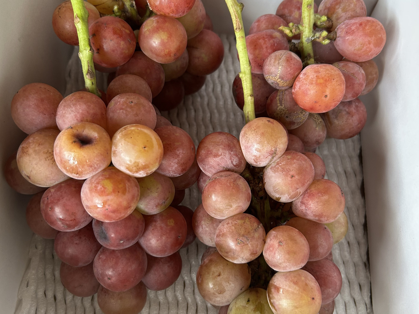 岡山県産クイーンニーナ 4房 ク➀【 🌕お月見バージョン🍇クイーンニーナ】4房 ラストオーダー