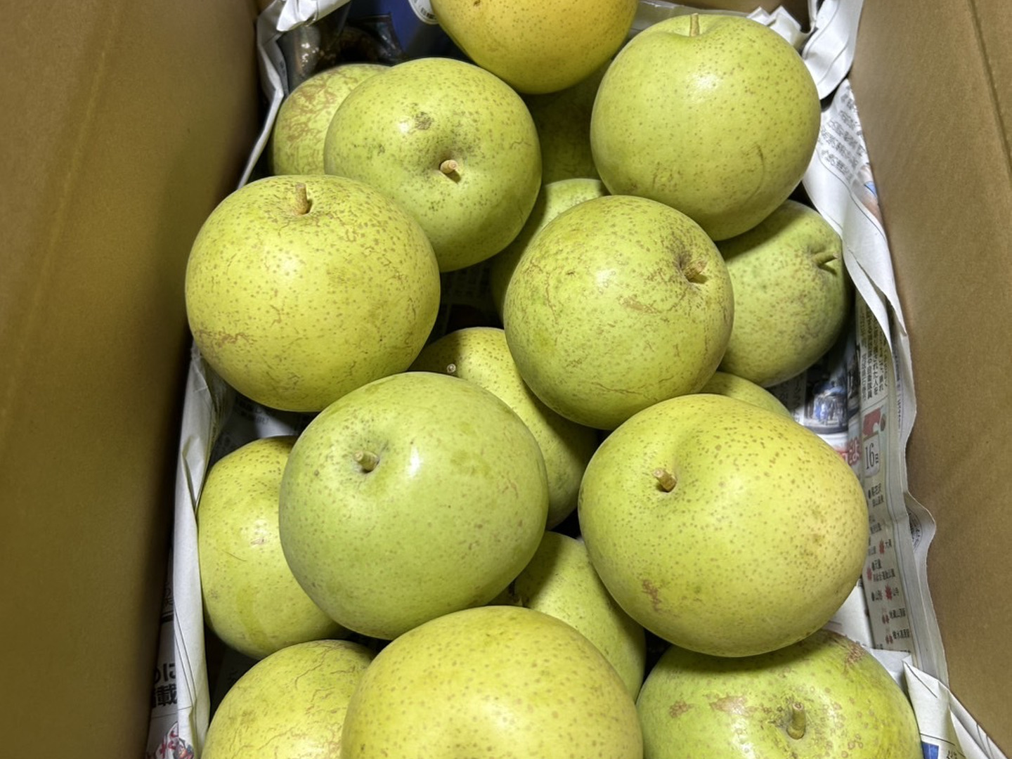 幻の和梨 かおり梨 訳あり家庭用 箱込5.5キロ 香豊かでジューシーで