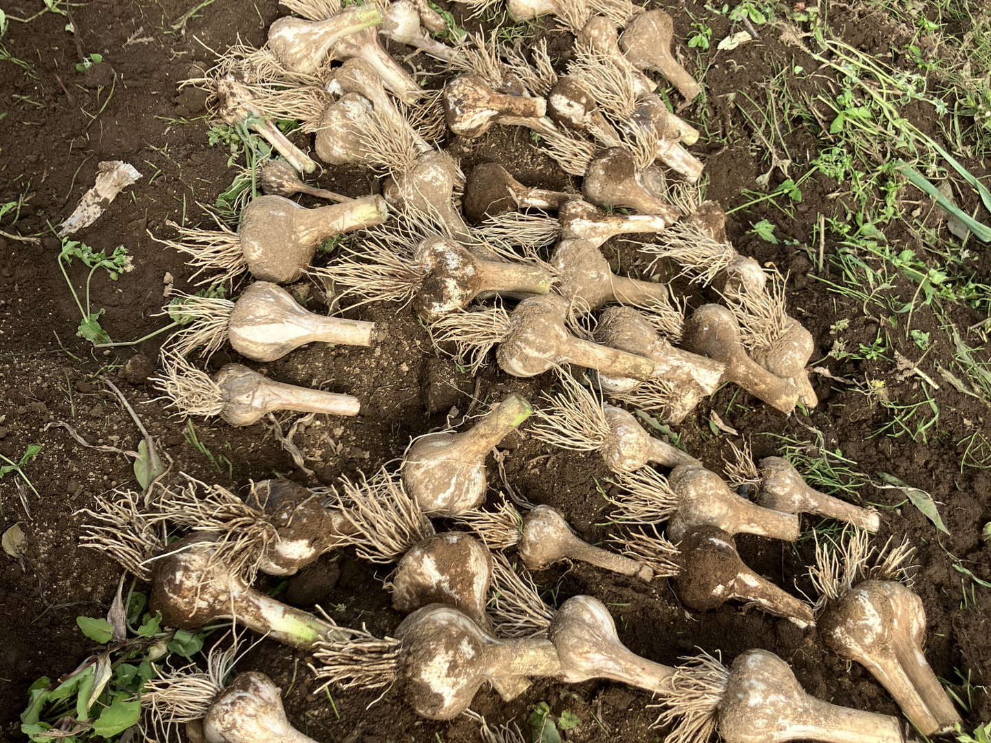 土付き生にんにく5キロ 自然農法 自然栽培 生にんにく 箱込5Kg：大分県産の嘉定｜食べチョク