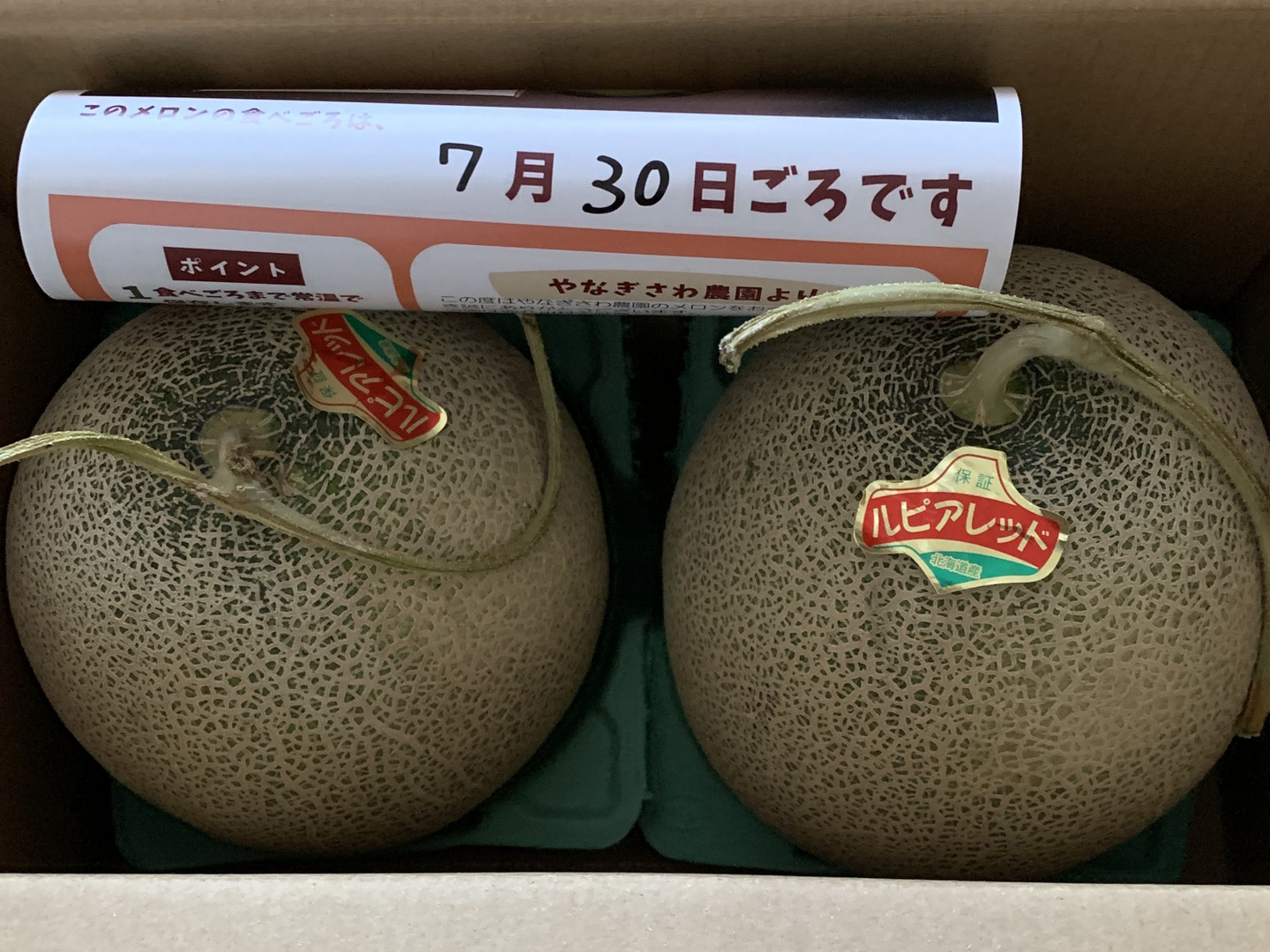 ゆうひ・おおぞら3542　高知　赤肉メロン5玉 メロン（赤肉種） 【業務用食材の仕入れなら八面六臂】