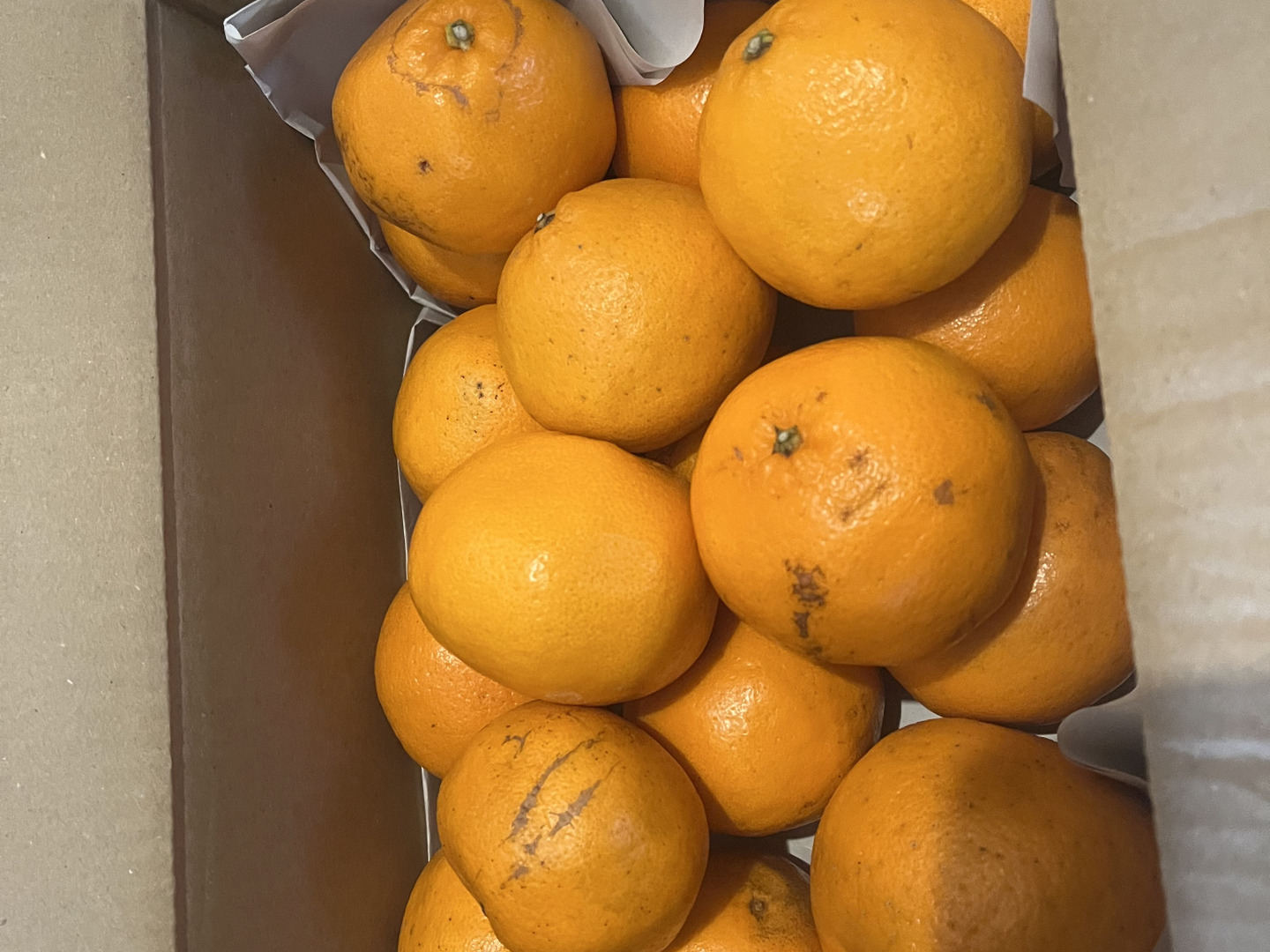 新鮮な野菜 緑と赤のグラデーション。行者ニンニク。土付着殆ど無し Amazon.co.jp: 北海道産 行者にんにく(天然) 500g【出荷元