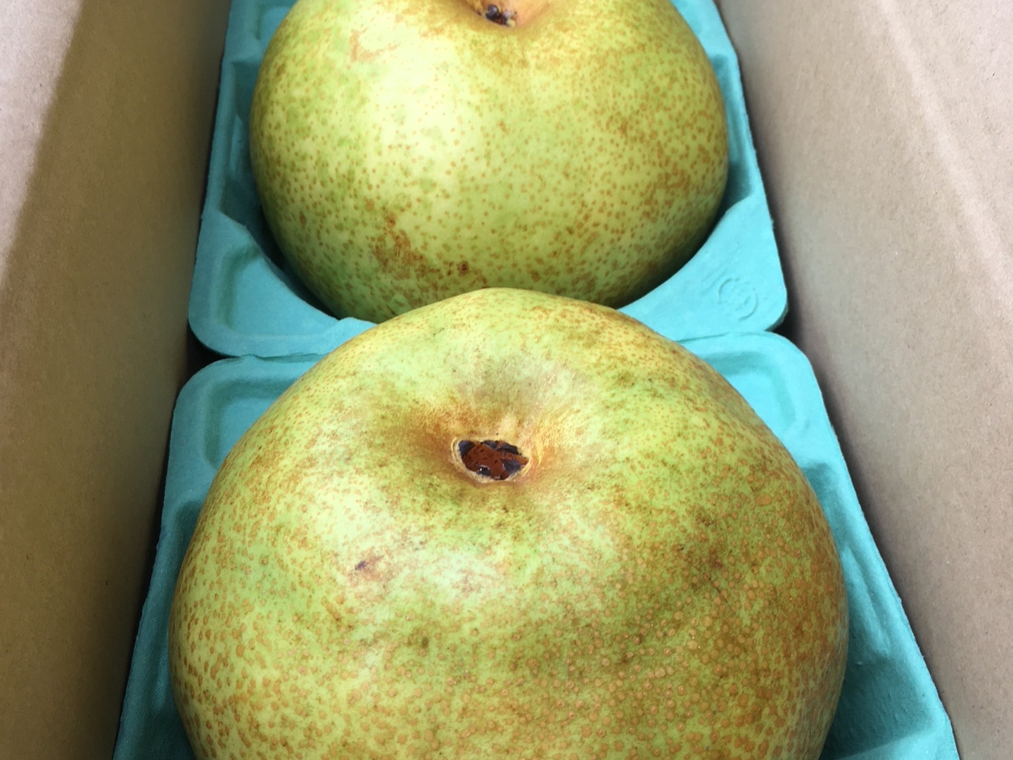 芳醇な香り、濃厚な甘さ 特大かおり梨 2玉入り 2.4kg：栃木県産の