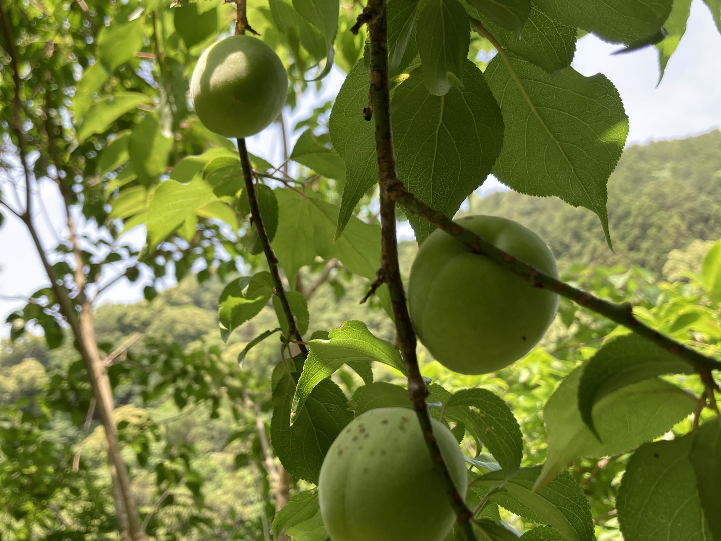 ⭐️自然農⭐️高知産南高梅🟢化学肥料除草剤なし無肥料中〜大1