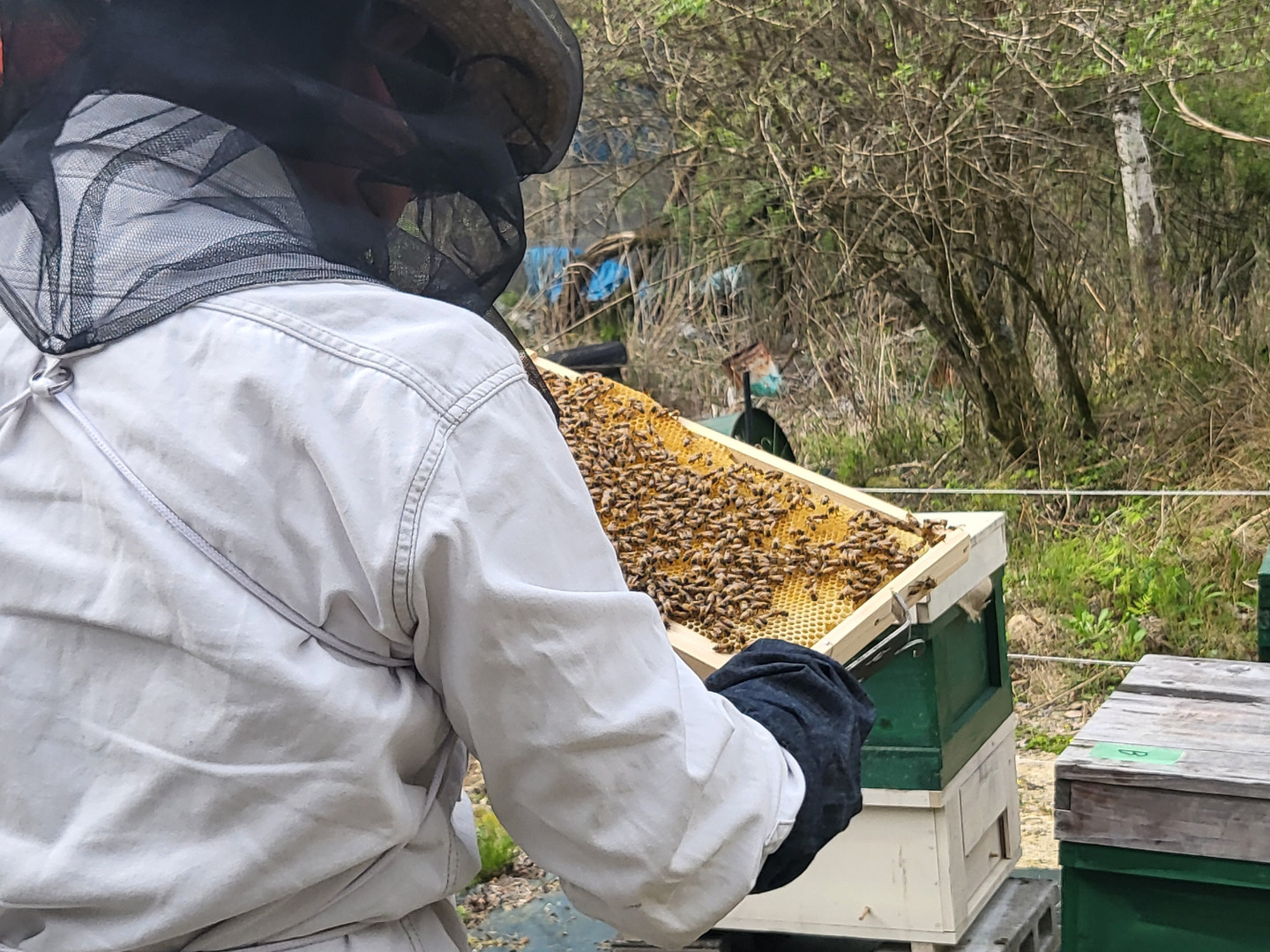 夏ギフト】京都産 非加熱はちみつ 中びん160g*2本セット：京都府産の