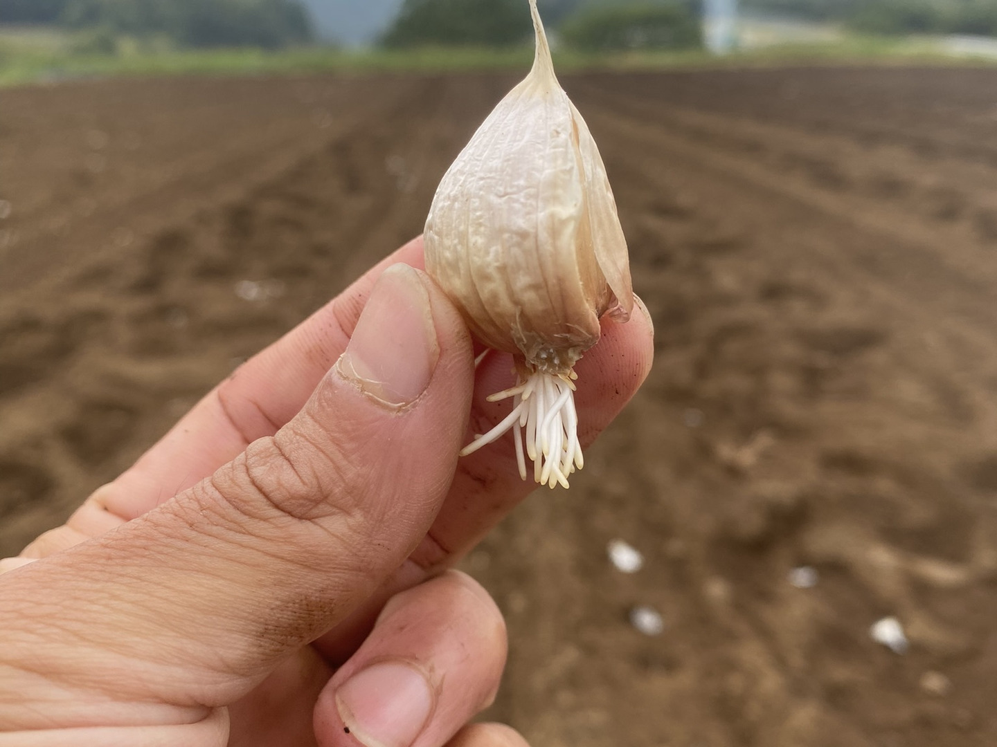 Today 5kg 本年度 初物 大分県産 にんにく クラフトにんにく｜3㎏｜📍大分県臼杵市：大分県産の嘉定｜食べ
