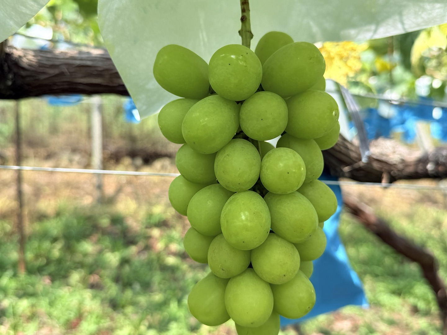 ぶどう家族 粒ギフト とっておき｜3品種食べ比べ（600g）：山梨県産の