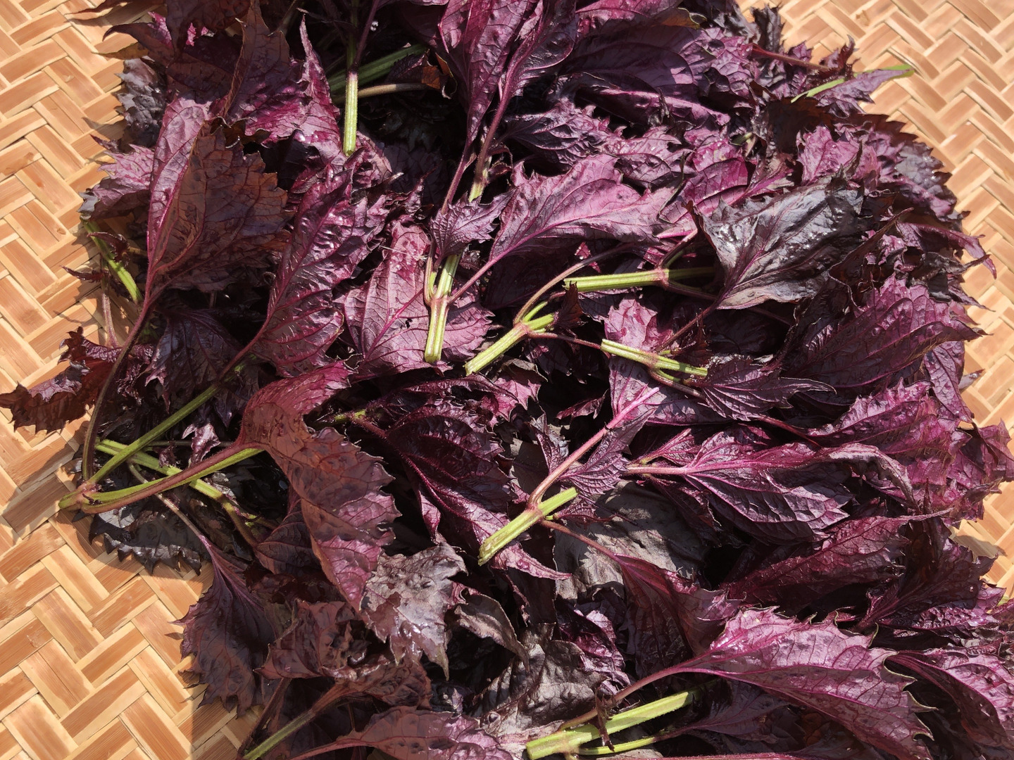 【さきページ】赤紫蘇どっさり♪ 15cf47c9eaac447472a2b636287723