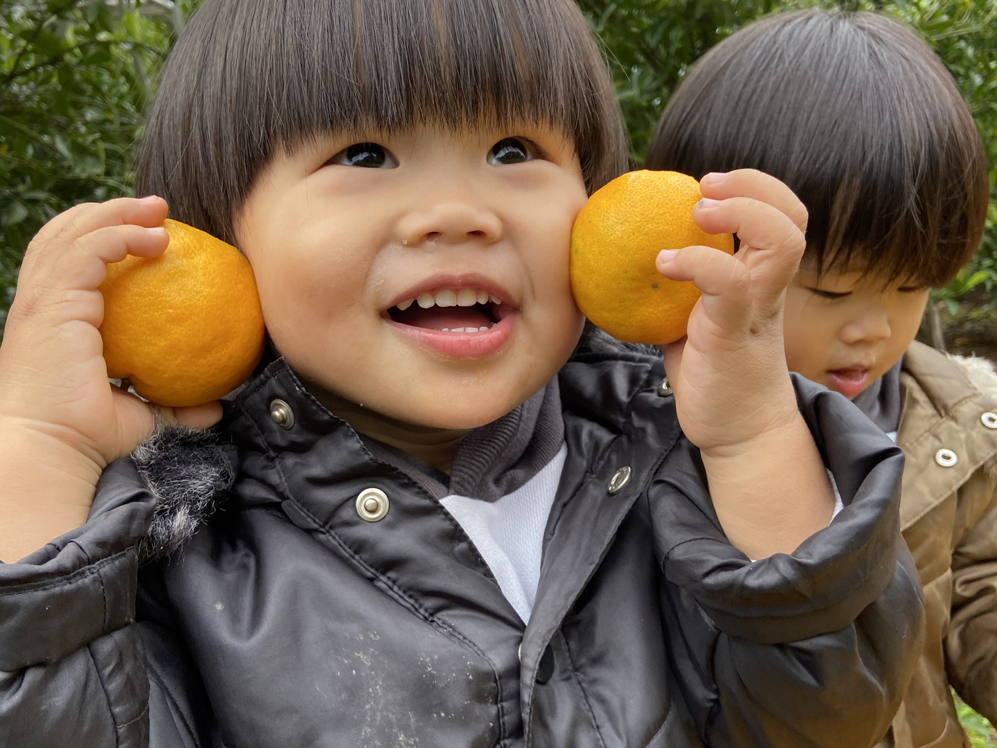 サクランボ：紅きらり4～5号ポット の通販 | 園芸ネット