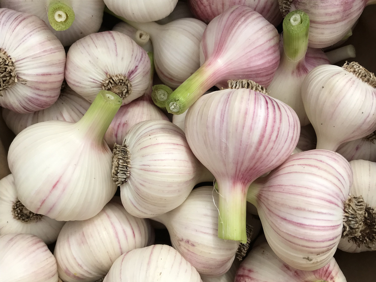 力強い香り！芯のある味わい！「新ニンニク」1kg：長野県産のその他