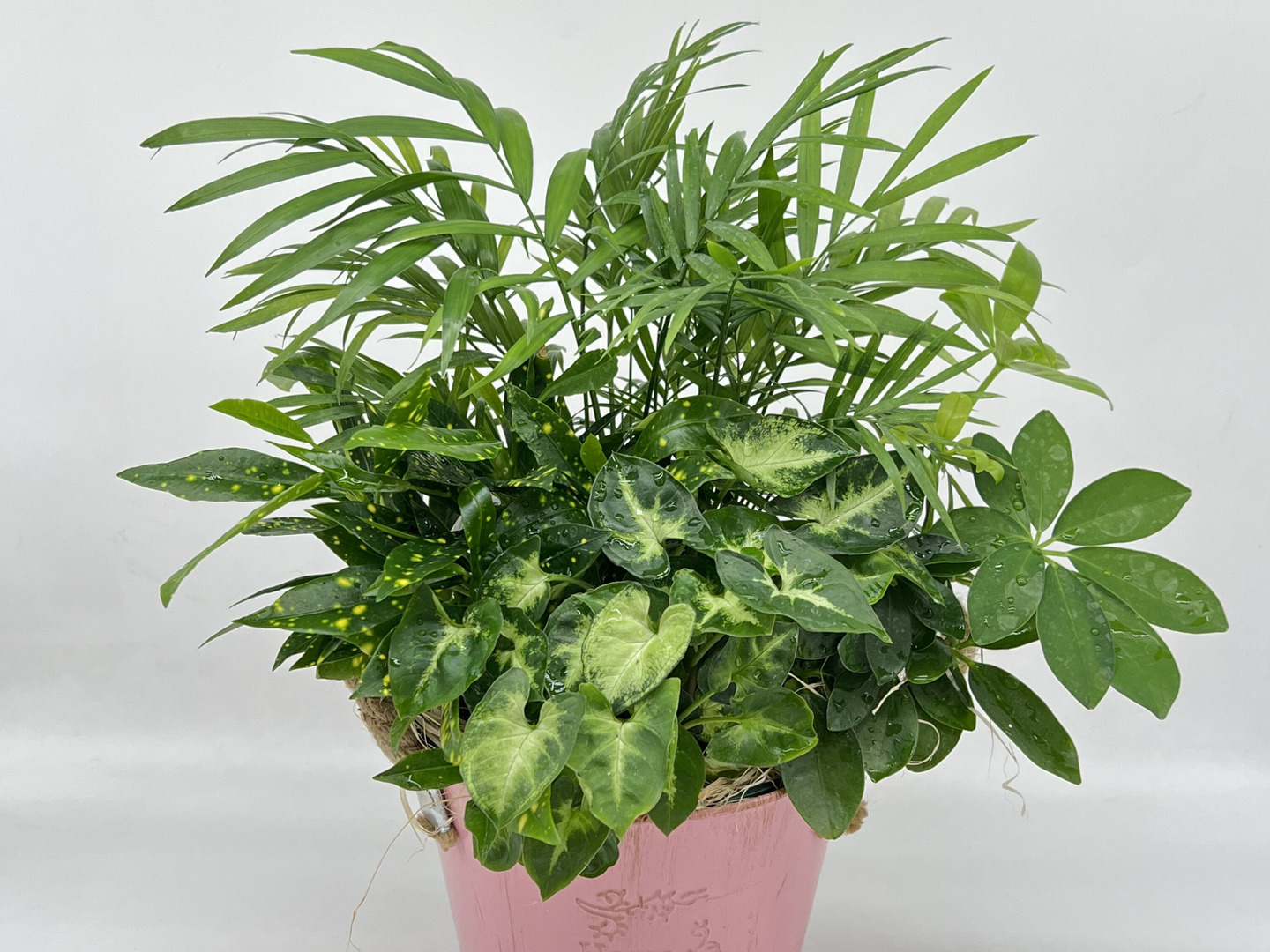 夏ギフト】幸せを運ぶ観葉植物の5寸おまかせ寄せ植え（4～5