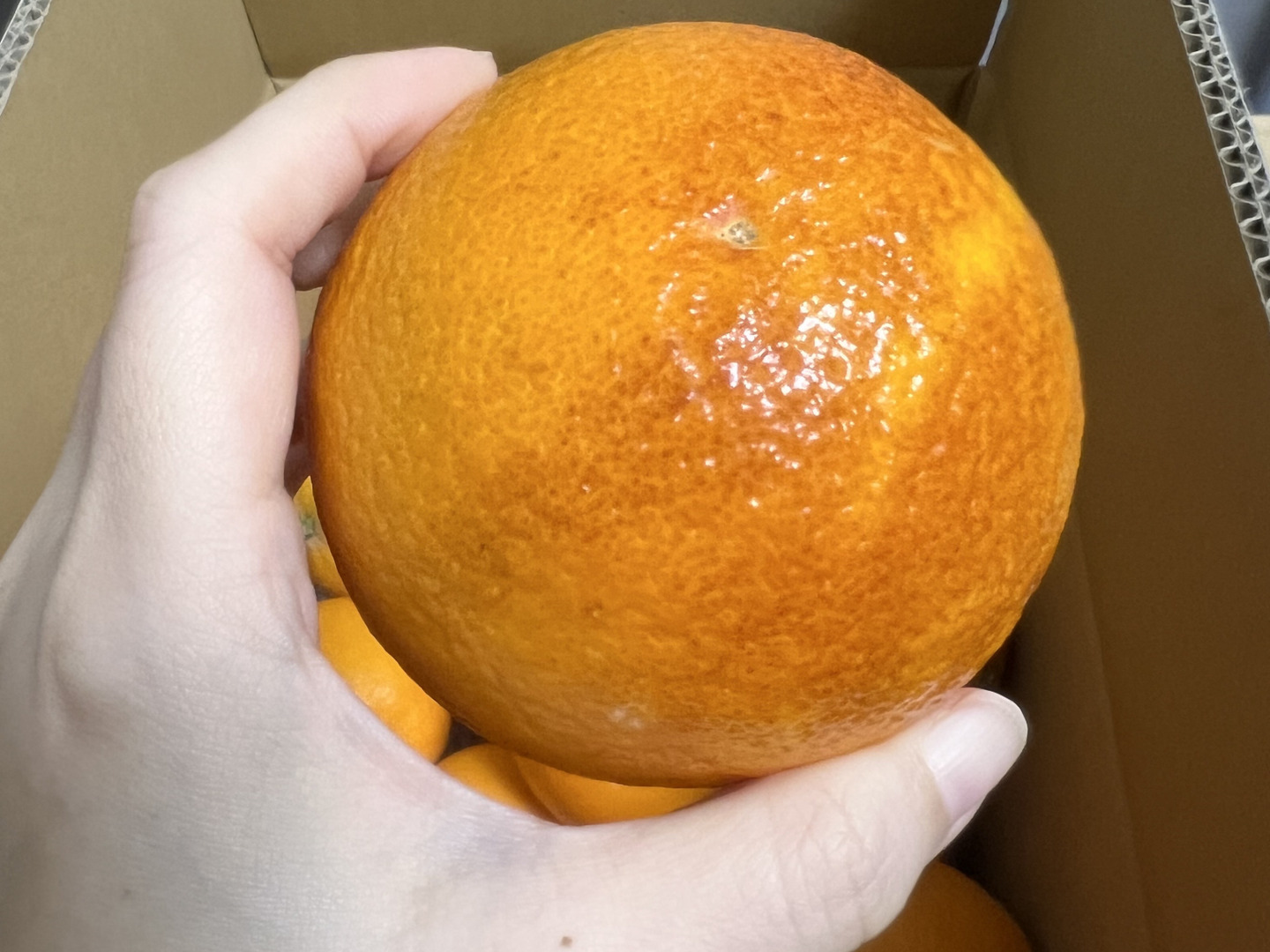 愛媛県産　ブラッドオレンジ　タロッコ　柑橘　5kg 2025年販売中止※【送料無料】愛媛県産「ブラッドオレンジ