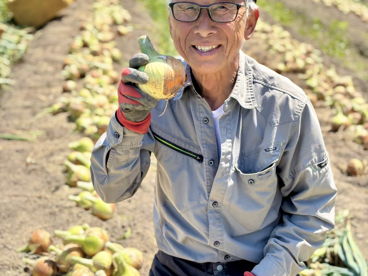 西谷農園の新玉ねぎ 10キロ：鳥取県産のその他玉ねぎ｜食べ