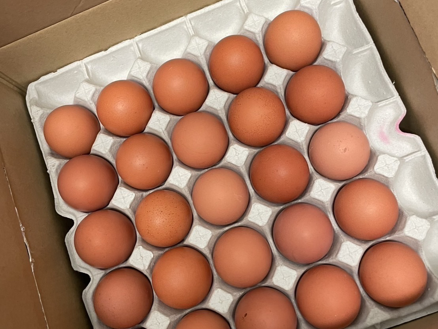 【黒麴・75個】楊枝が刺さります！オレンジ色が鮮やか🎵濃厚な黄身🍳黒麹育ちの赤たまご75個