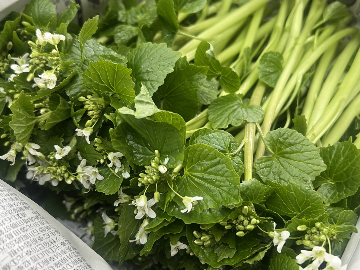 無農薬　安曇野産わさびの花1.5kg 朝どれ】創業125年安曇野の湧水育ち。希少な「花わさび1kg」：長野県