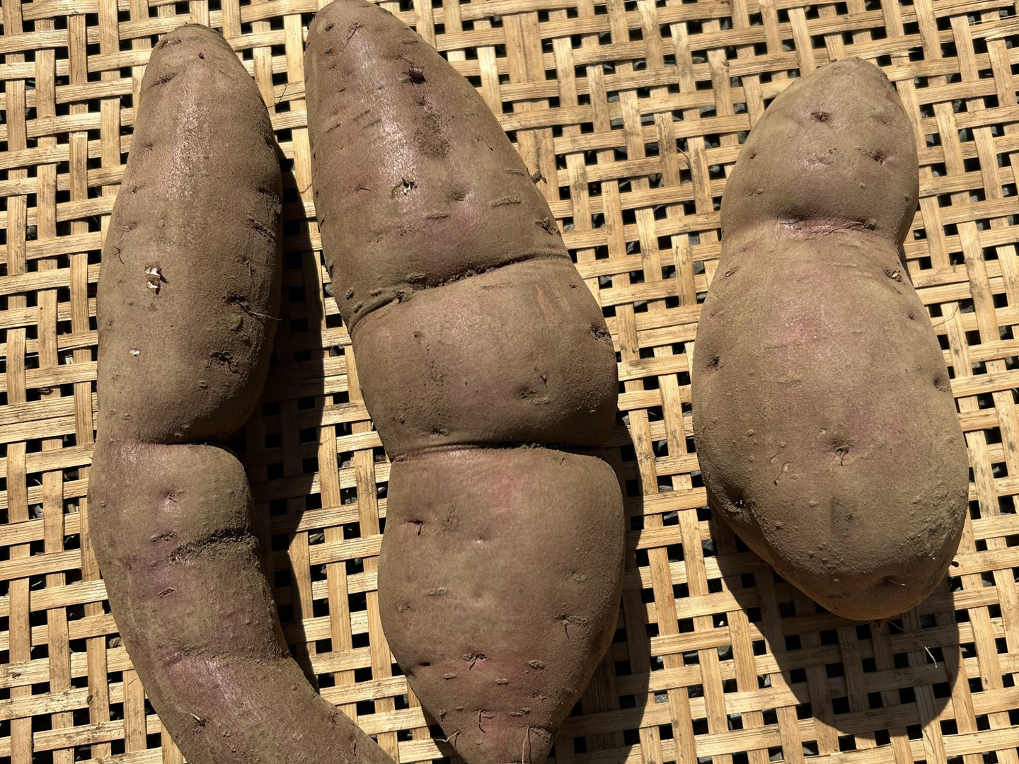 訳あり・大きさ色々！熟成有機さつまいも（5kg）【農薬不使用