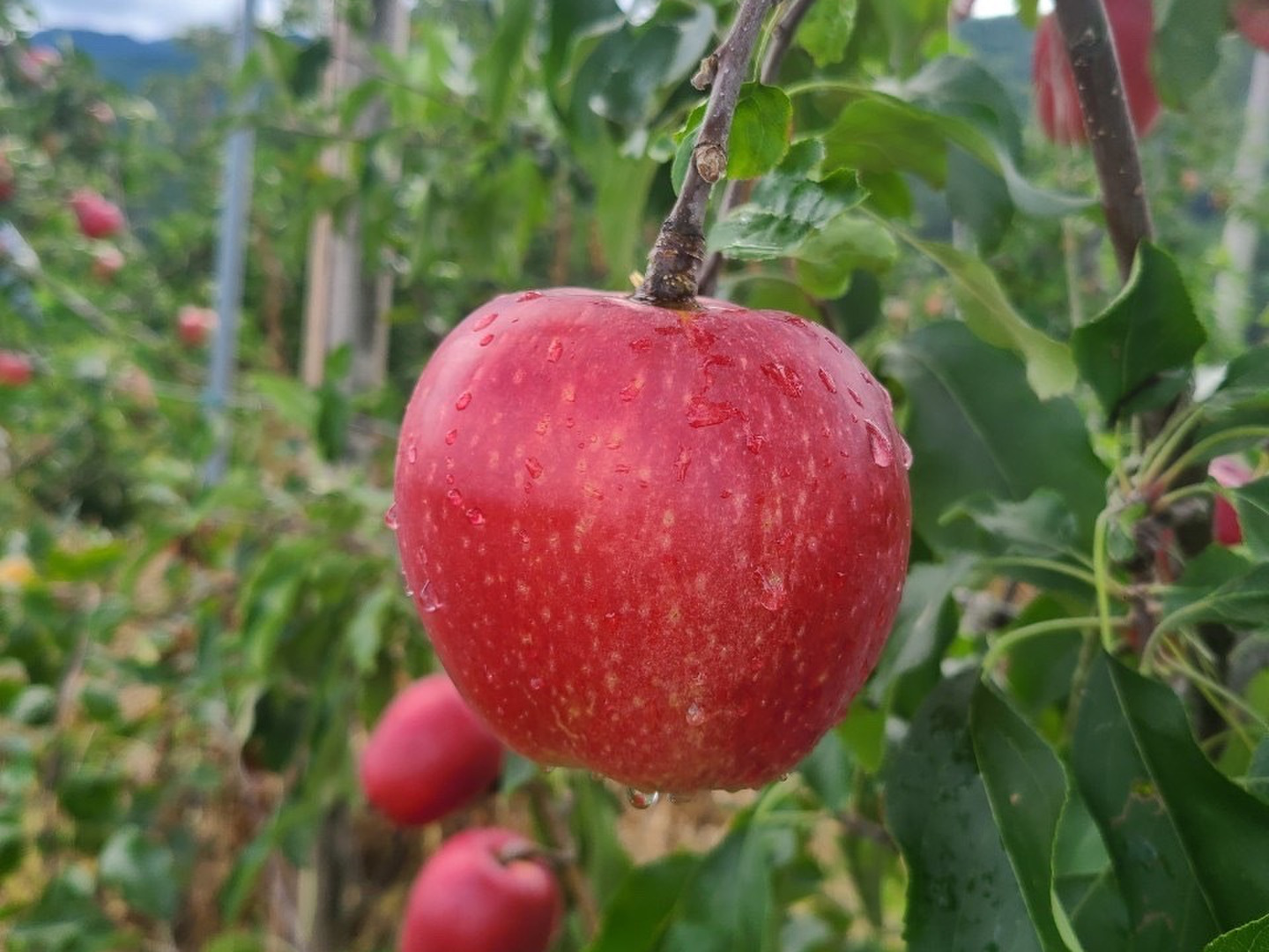 しおりんご しおりんご🍎 (@sioringo_1205) / X