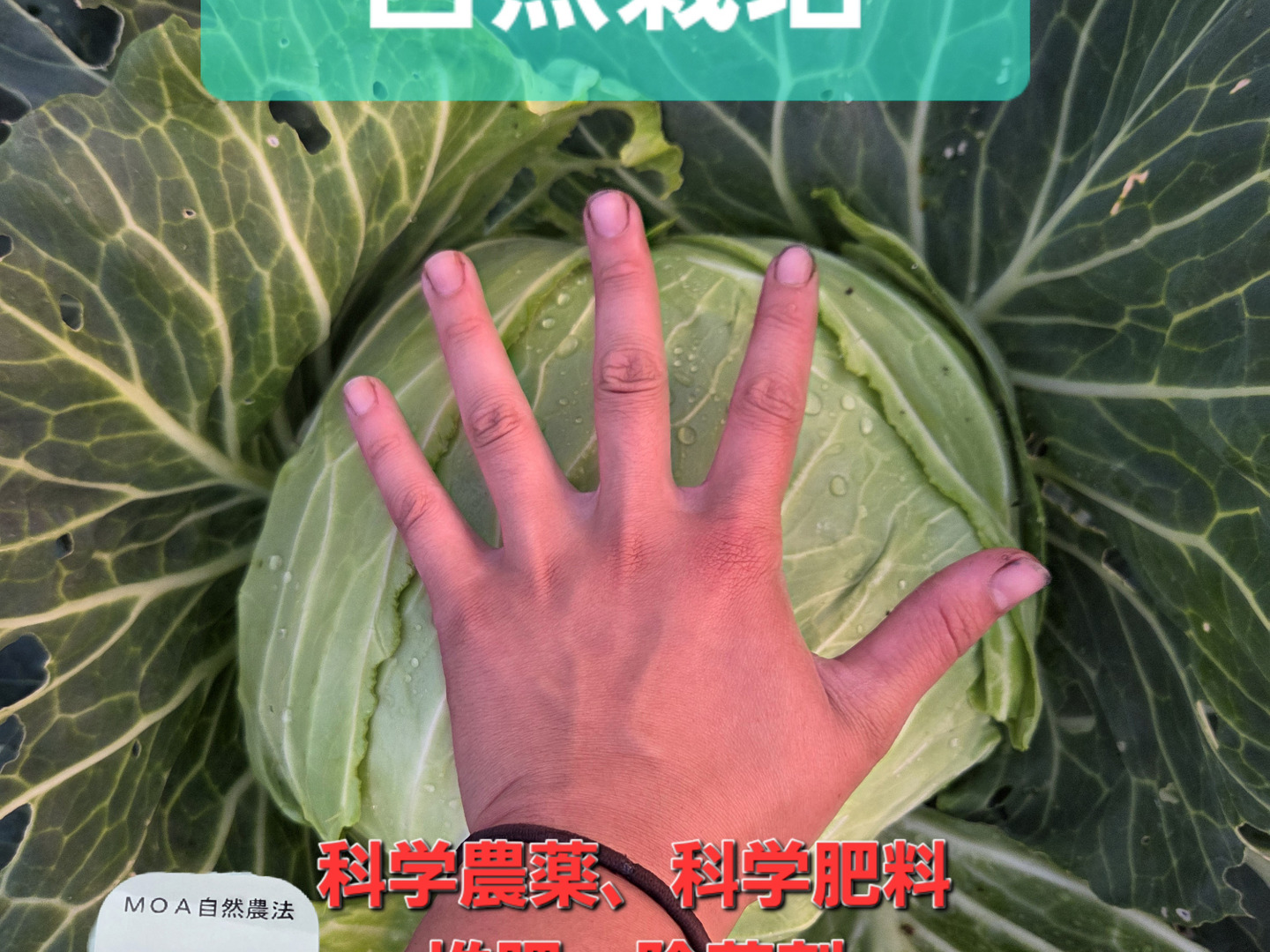 セール中！！自然栽培 大玉キャベツ 1玉：青森県産の野菜｜食べチョク