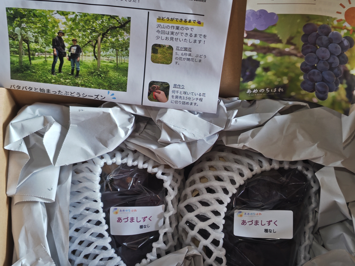 朝どれ】【採れたて新鮮！！】あづましずく約1kg：富山県産のあづま