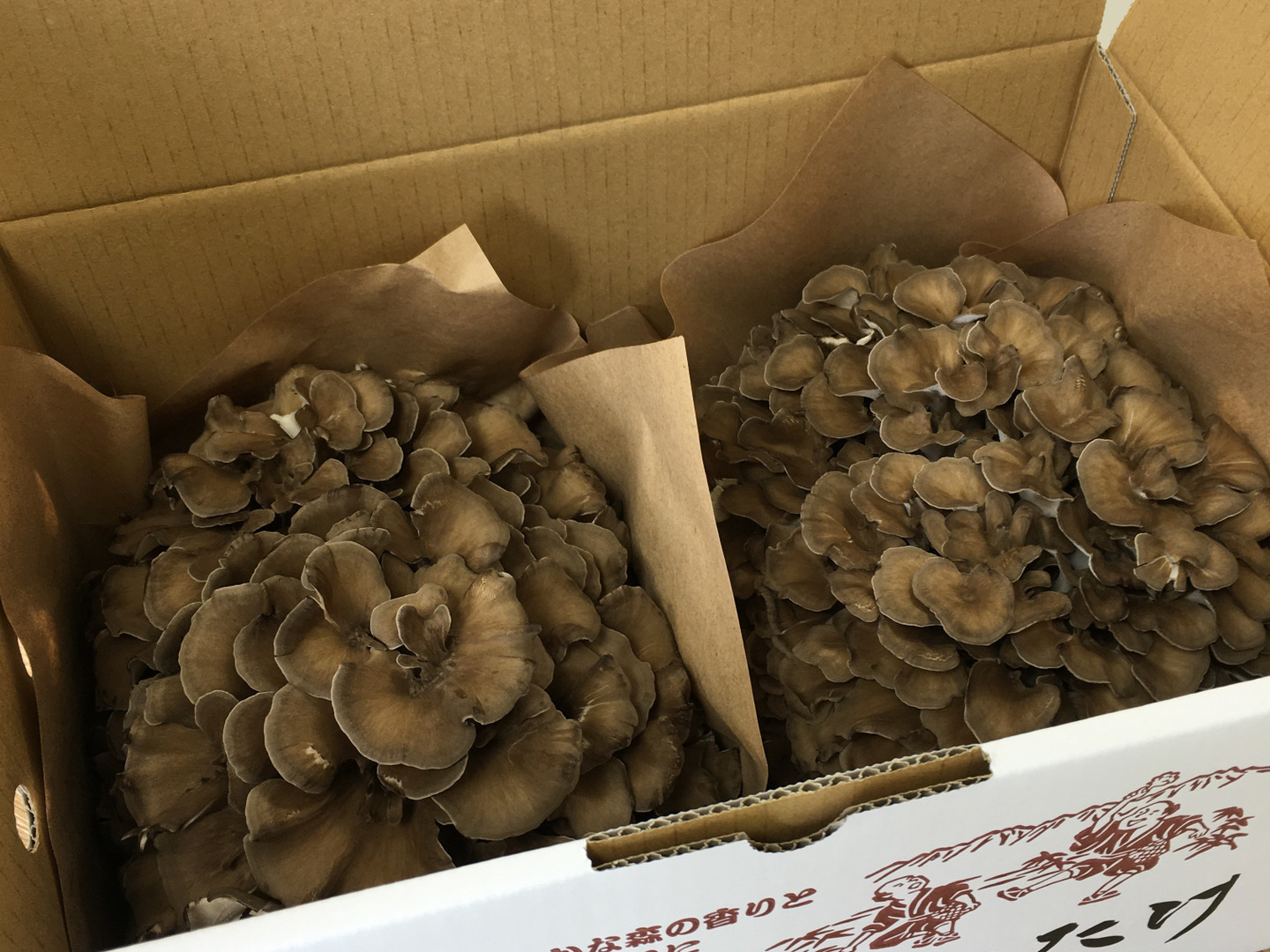 舞茸様のトンベリ　×2 採りたて！九頭竜まいたけ（2株）【福井県産舞茸】：福井県産の