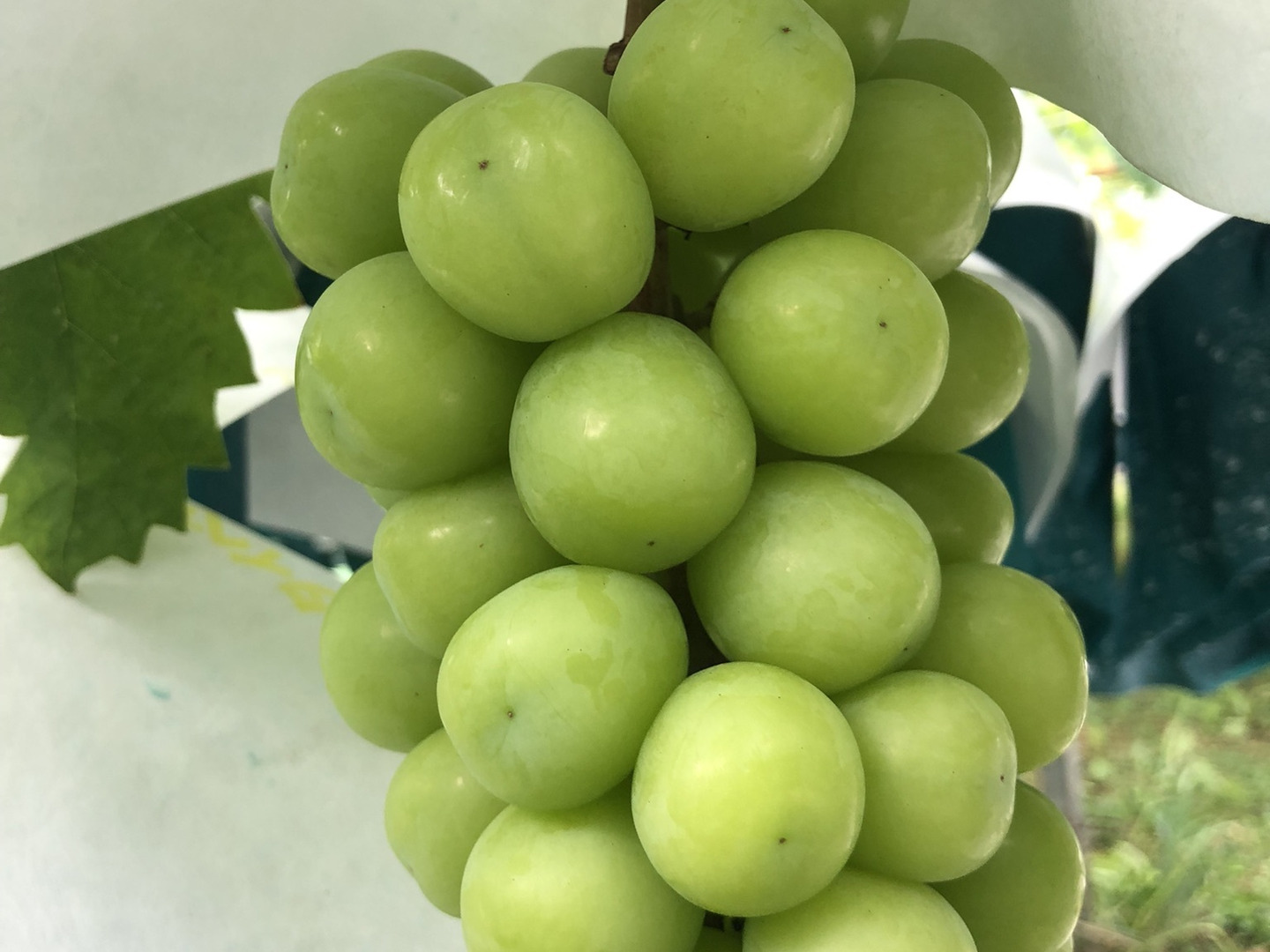 taka　　翠峰シャインマスカット taka様専用 翠峰シャインマスカット