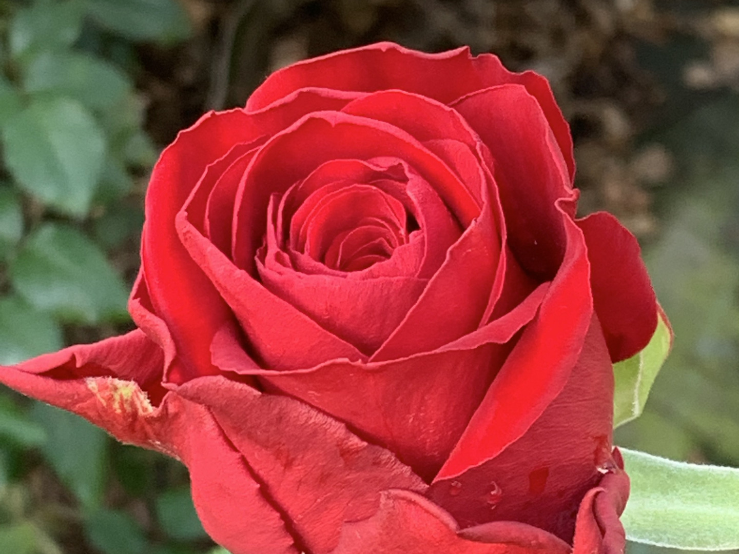 バラの二番花を少し ＆ メイン花壇の真ん中は (^-^) | 小さな