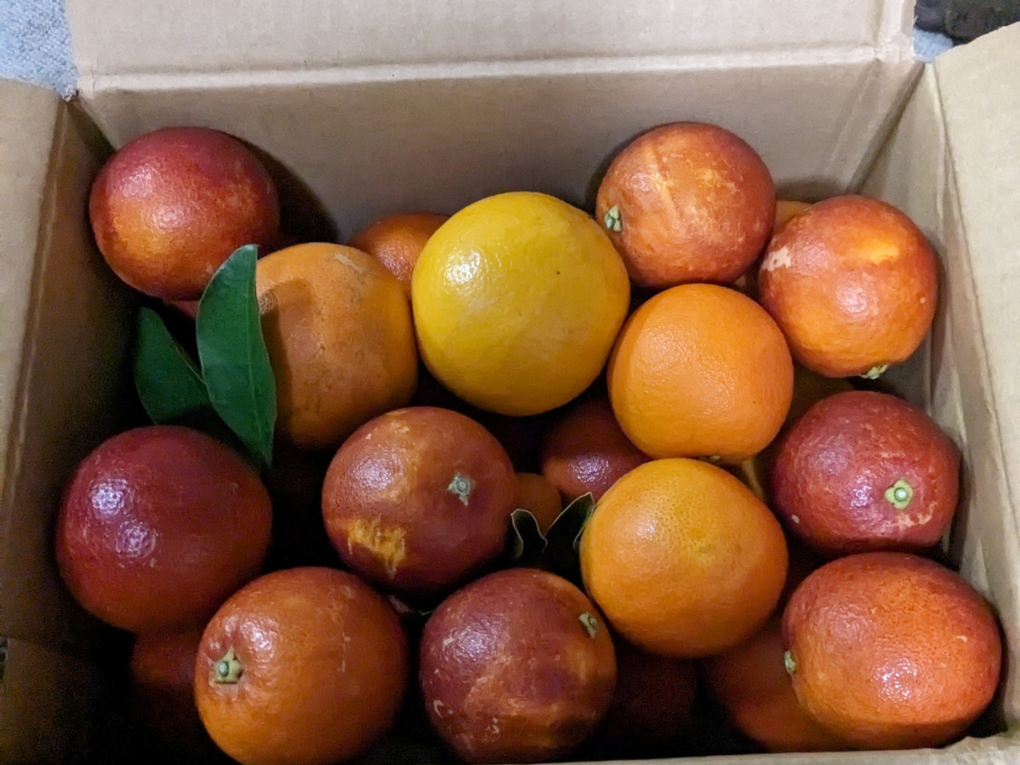 2021ブラッドオレンジ みかん注文ページ 数量限定 （箱込約2㌔ 熟成 