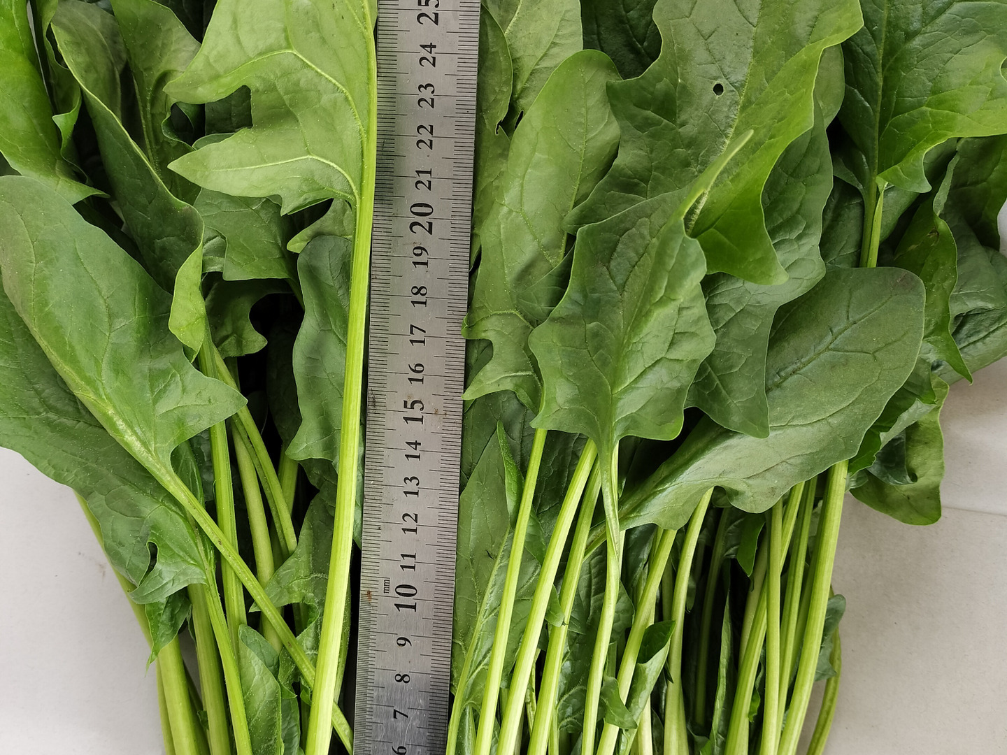正式的 自然栽培のほうれん草2キロホウレンソウ：茨城県産の野菜｜食べ 野菜
