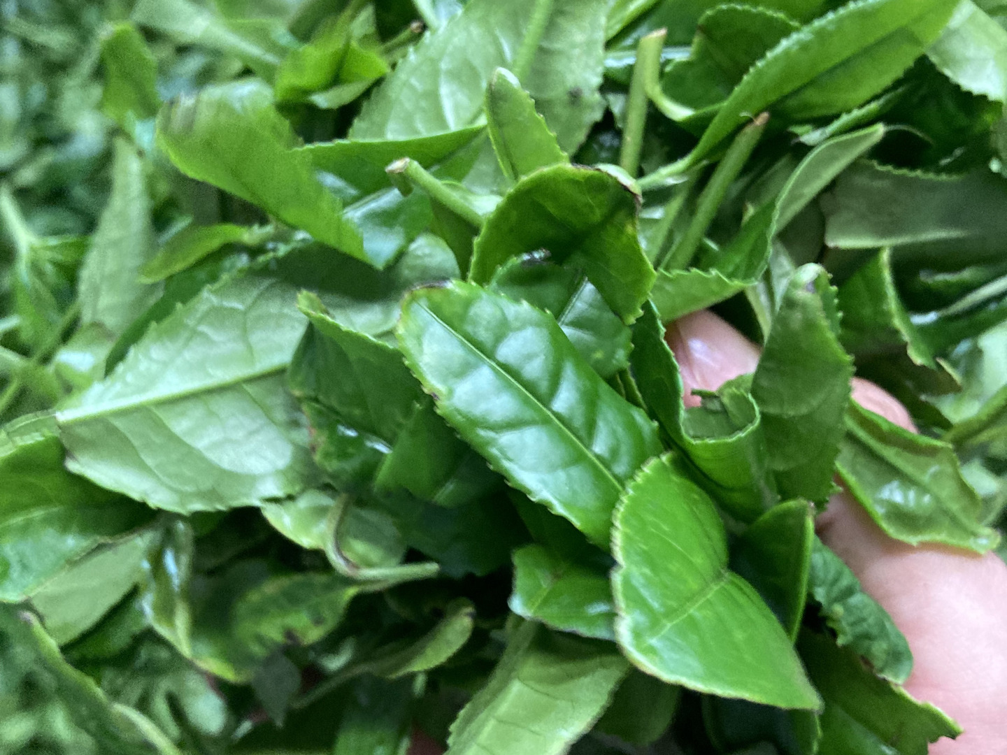 農薬不使用お茶＊【伝統とこだわりの味】まろやかな甘味と深い