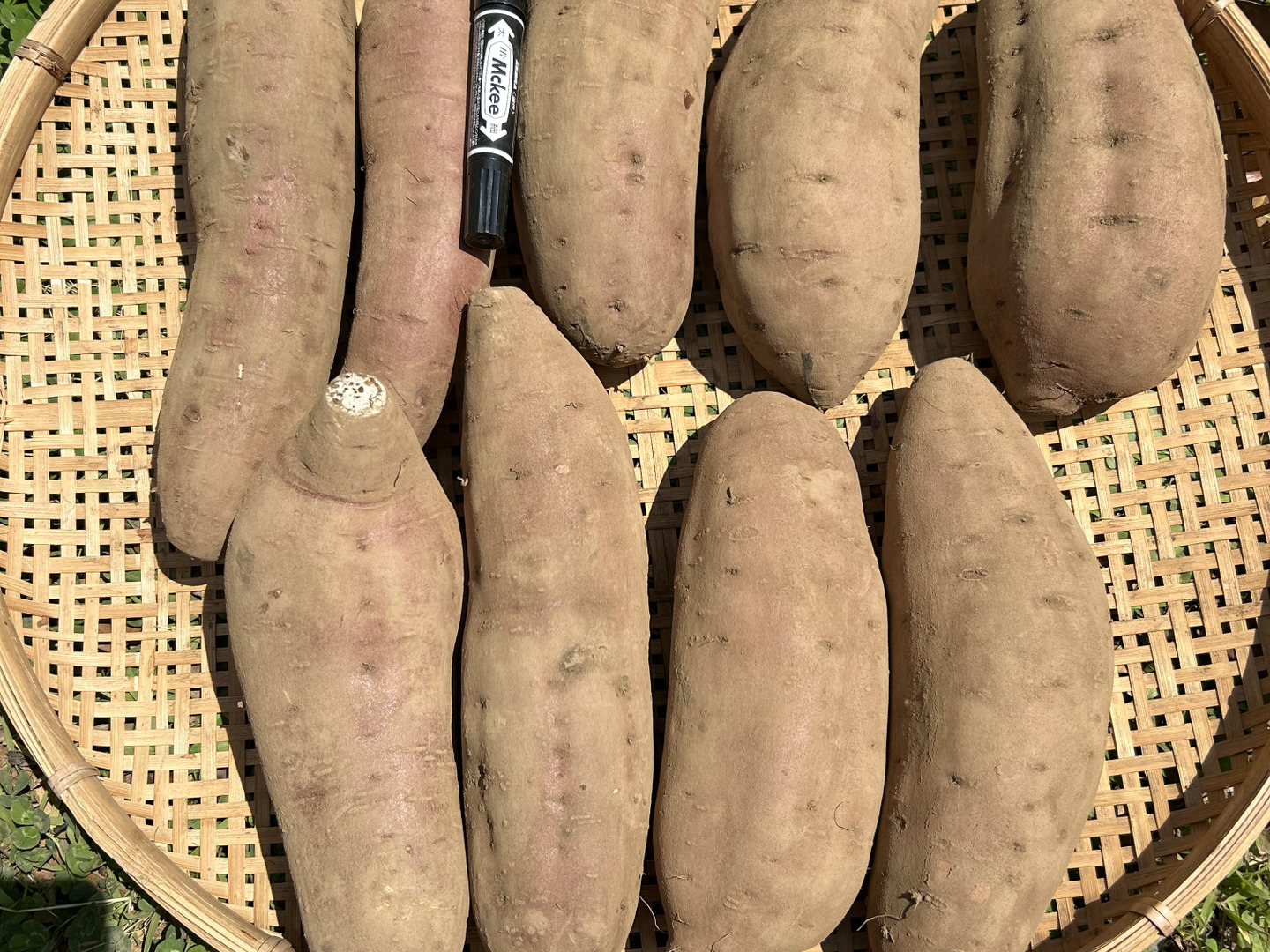 大きい有機サツマイモ 7kg 【農薬不使用】紅はるか:茨城県産の 大きい有機サツマイモ 7kg 【農薬不使用】紅はるか:茨城県産の
