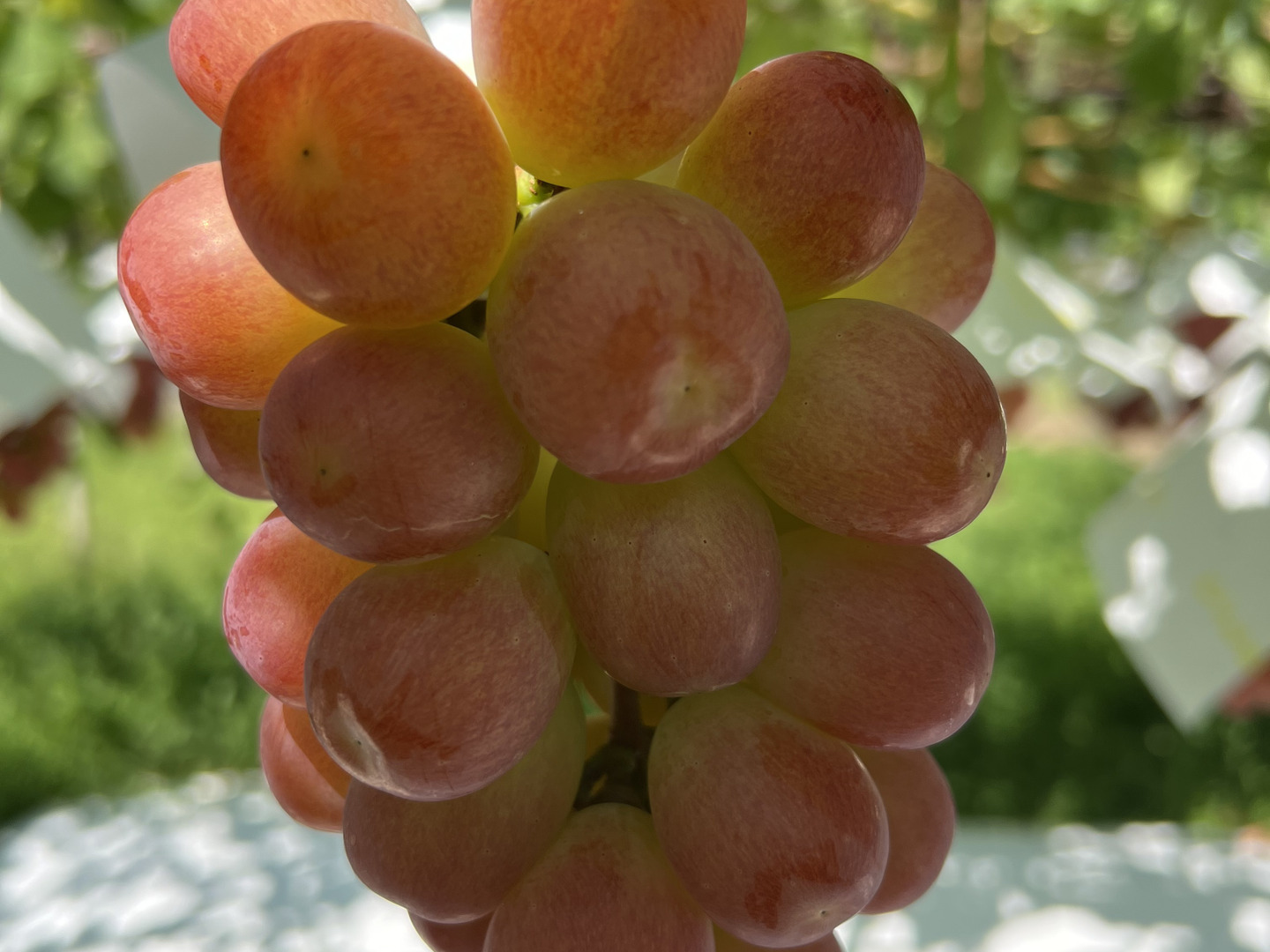 2060d462194ac6ef97bde01232eead