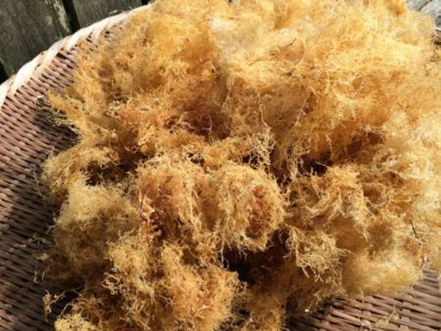 【今が旬】高知県産　さらし天草　1kg   天然テングサ　即購入OKです！ 1649427138.jpg?1660692994