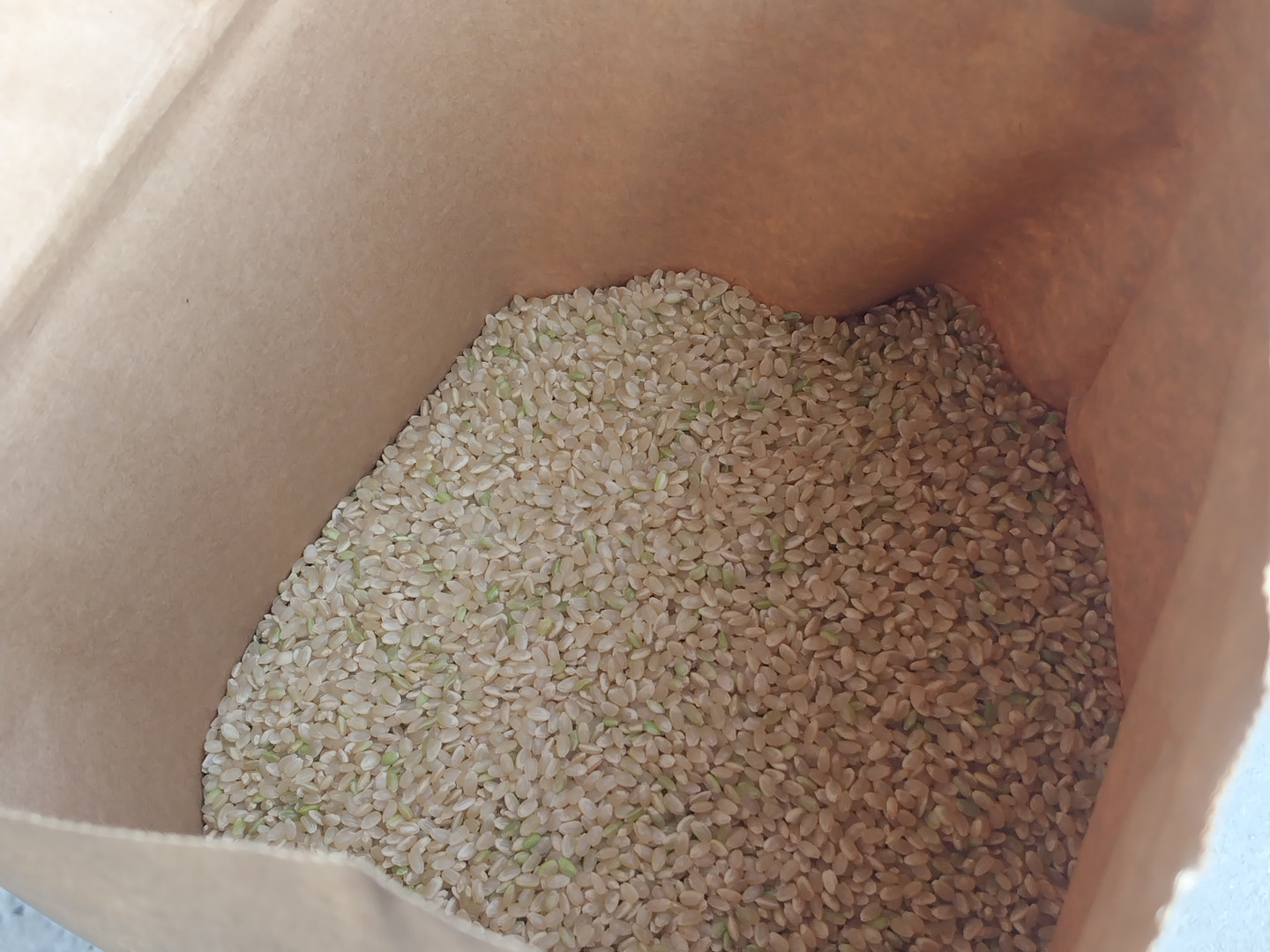 紀州キヌヒカリ　10キロ　玄米 令和6年度産 新米玄米キヌヒカリ10kg