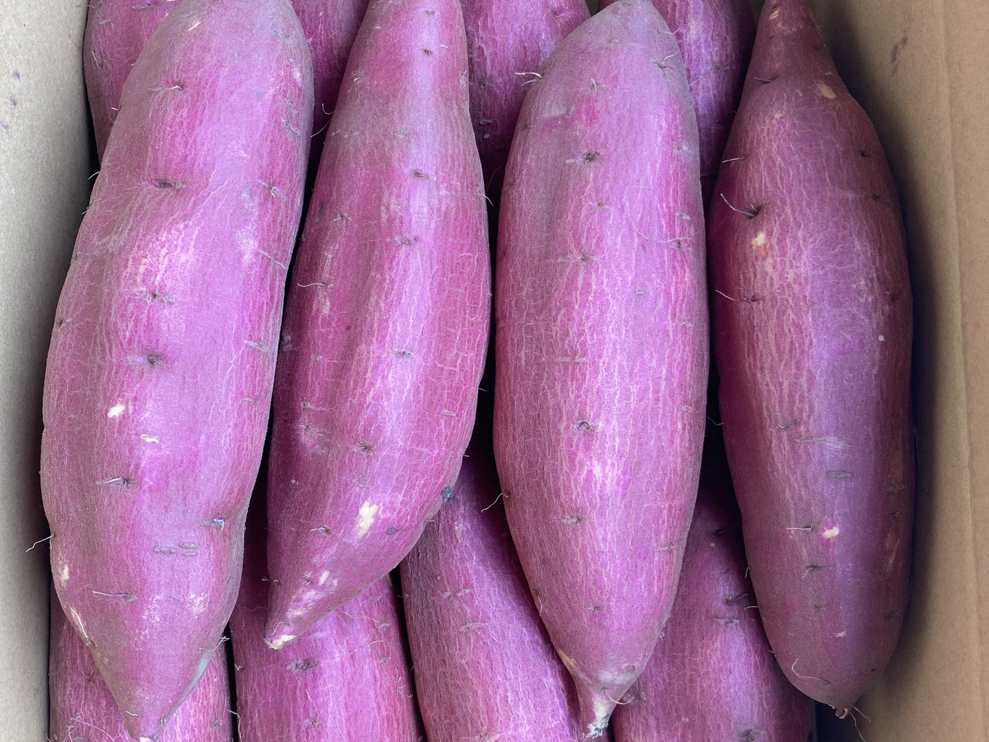 新芋】シルクスイート Lサイズ 20kg さつまいも：茨城県産の