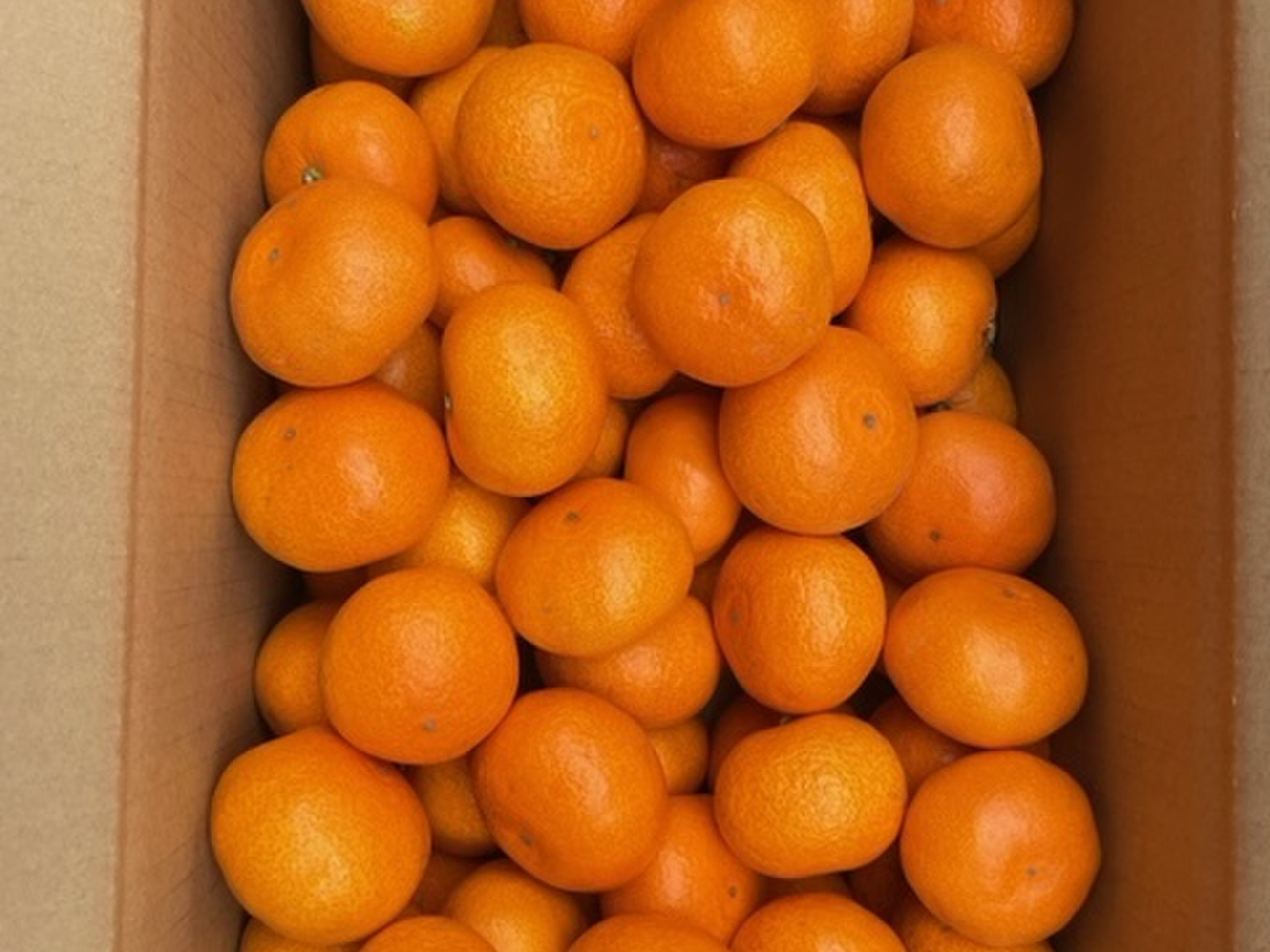 大特価 チラシ 215a8fb013534918b9da1288266d4f 果物