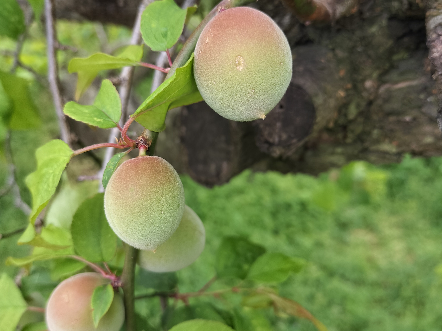 6月発送＞ 厳選 紀州南高梅(青梅)10kg+300g（傷み補償分）◇【朝