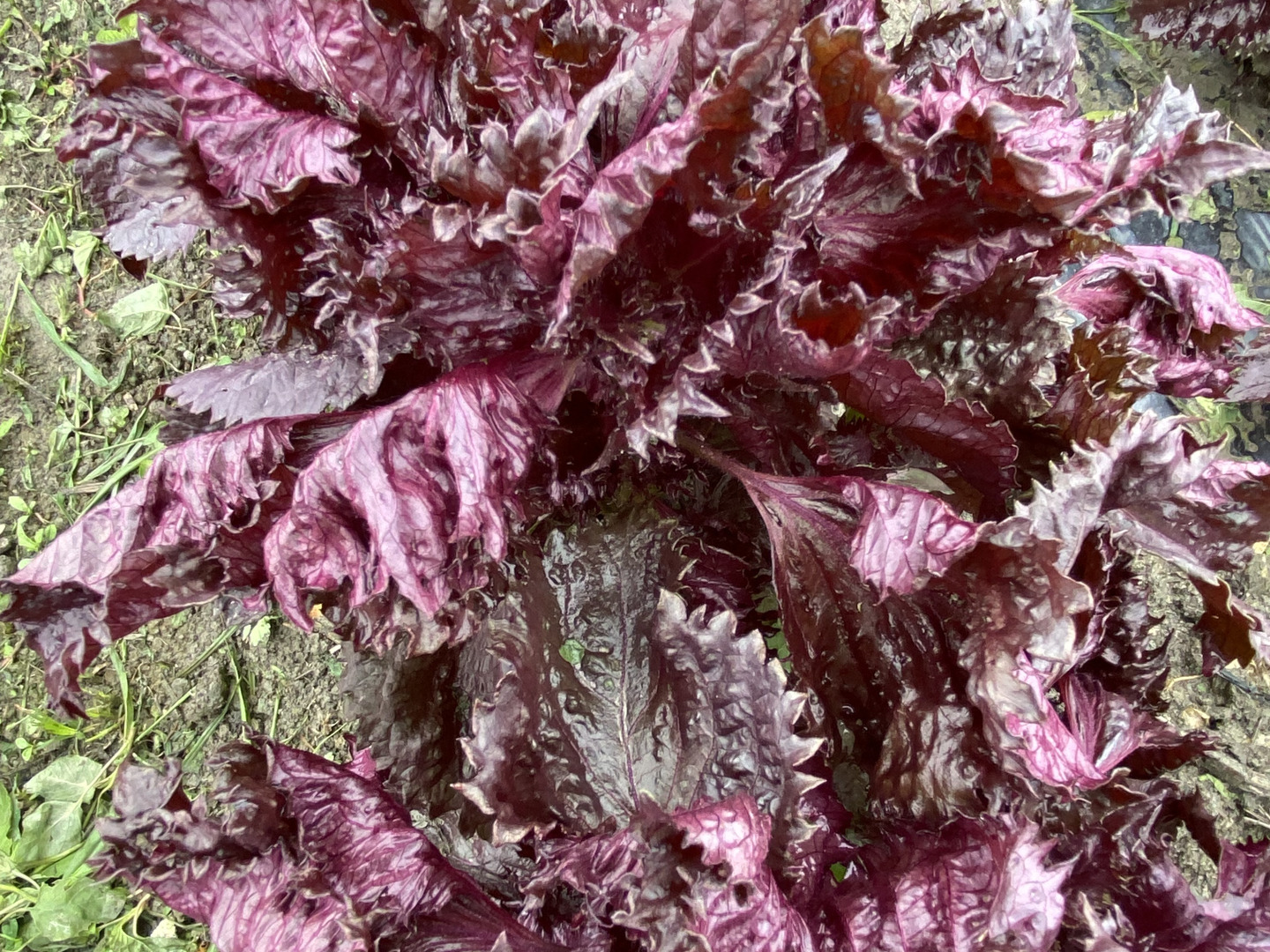 ★Pun-Tarou★ 赤紫蘇　枝なし　2kg 色づきがよく、香り高いと大評判！ちりめん赤紫蘇 太い枝なし