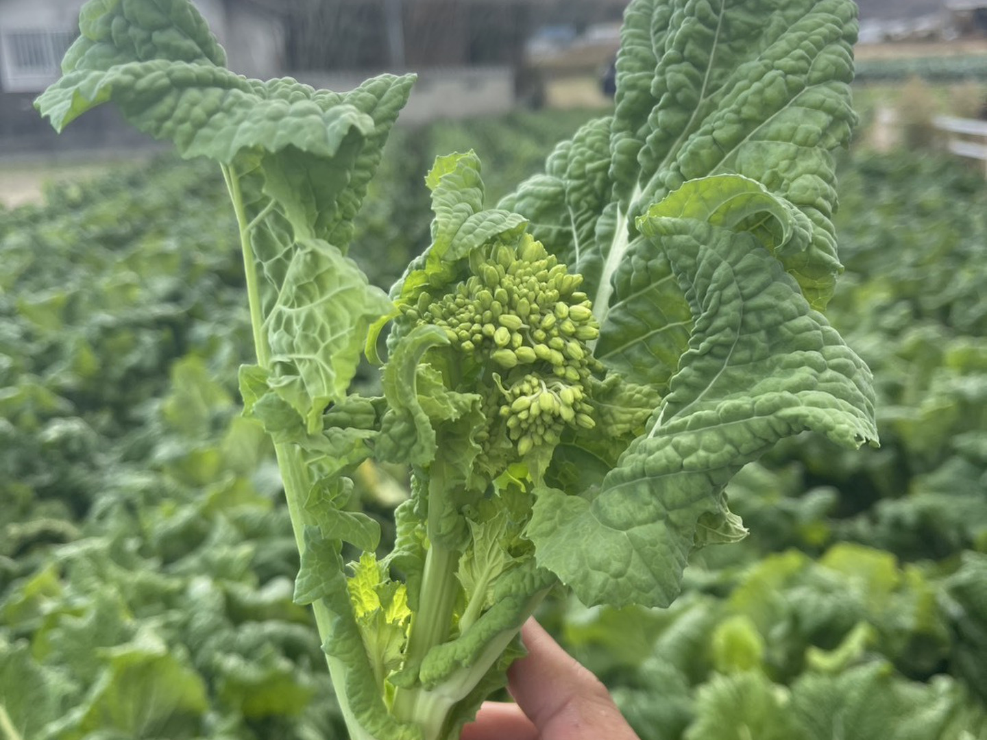 SAKAVEGE 菜の花 1000g：香川県産のその他葉物野菜｜食べチョク｜産地