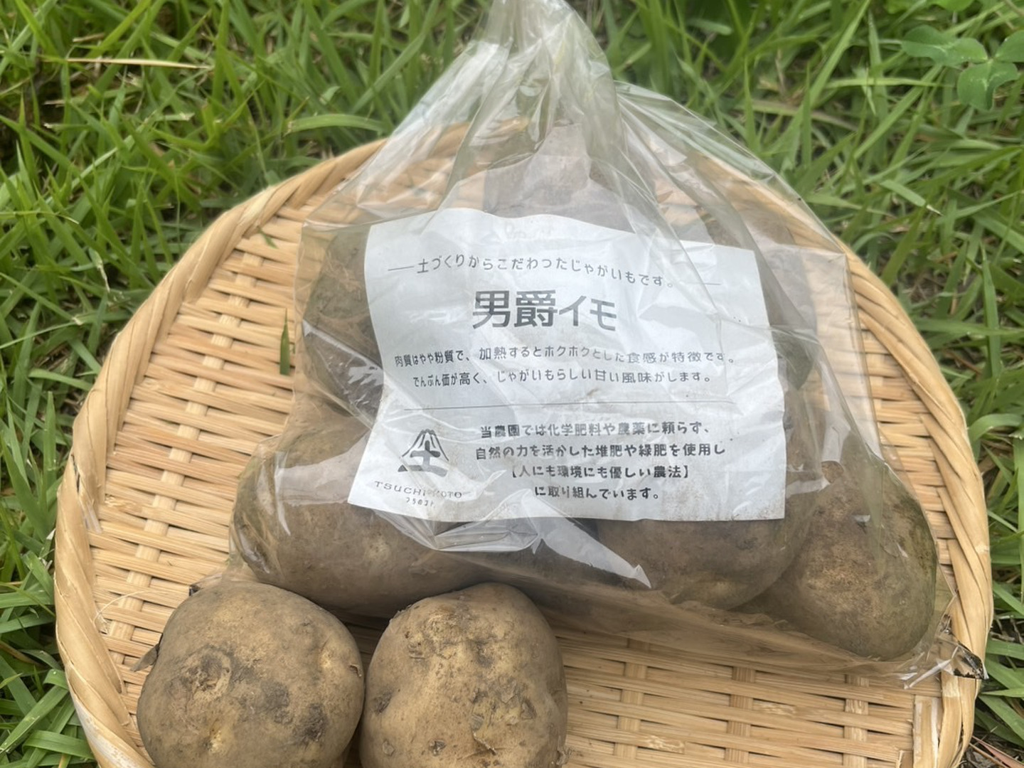 大山山麓栽培期間中 農薬化成肥料不使用 じゃがいも1.5㎏ 玉葱1.5㎏【送料込 じゃがいもの通販・お取り寄せ商品｜野菜｜ポケットマルシェ