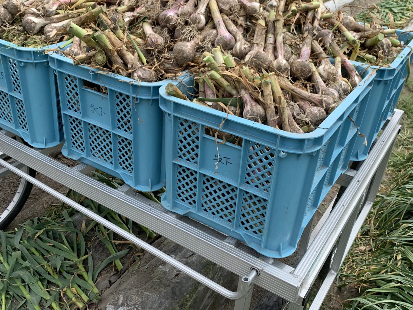 予約》お得な泥つき生にんにく1kg ✱5月中旬発送:香川県産の 予約》お得な泥つき生にんにく1kg ✱5月中旬発送:香川県産の