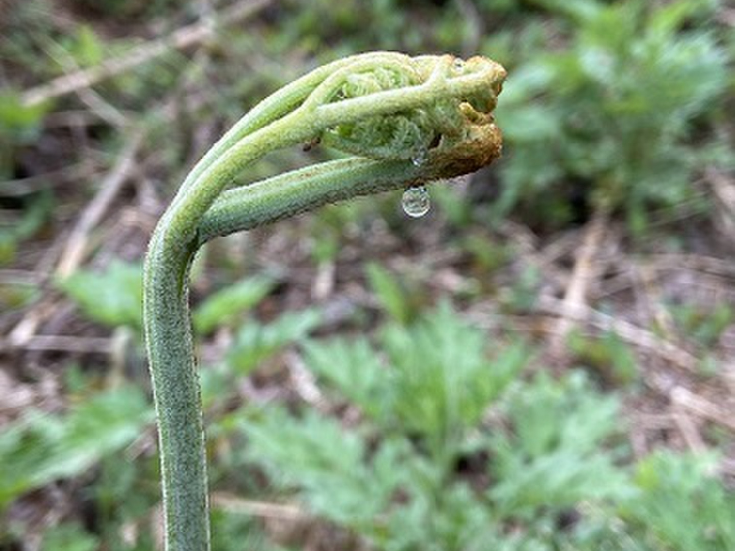 予約開始】この天然わらびのタタキは美味すぎる👍雫石町産