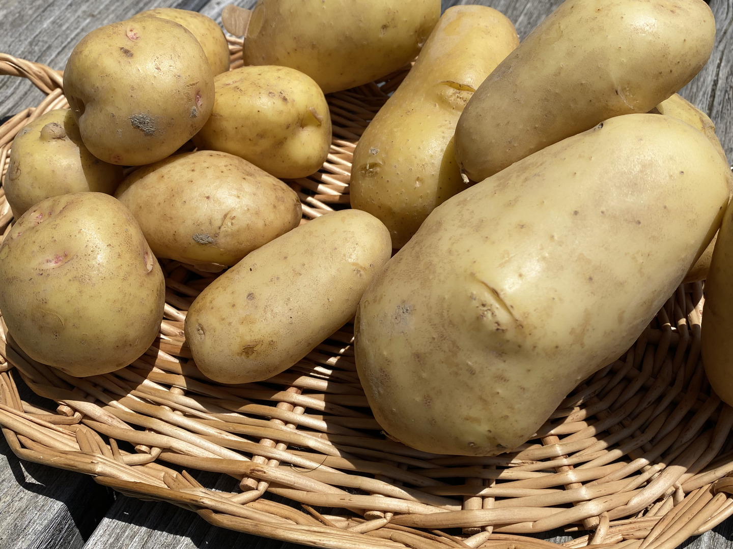 徳島産新じゃがいもMサイズキタアカリ20キロ④ potato0412_02.jpg