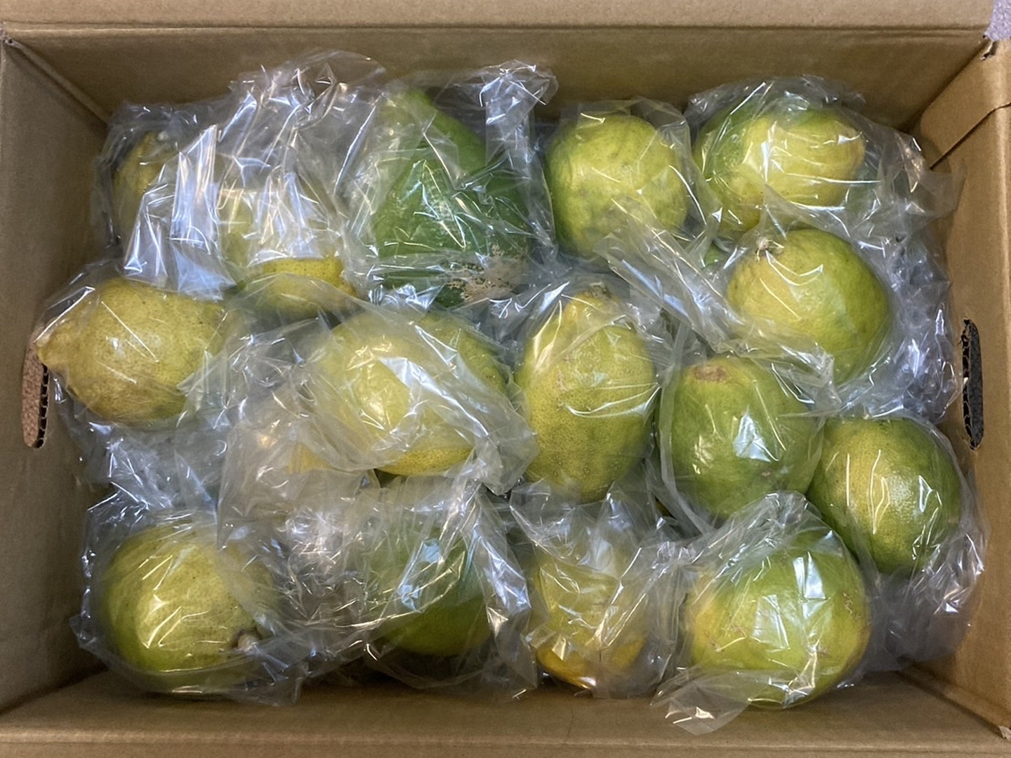 期間限定！国産レモン(B品5kg)：熊本県産のみかん・柑橘類｜食べ