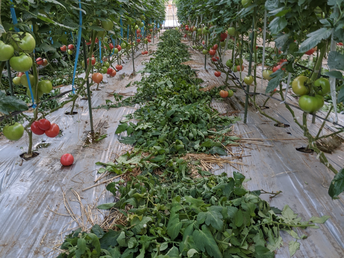 王様トマト】有機質肥料で作った完熟トマト 8kg 48玉〜56玉入り：大分