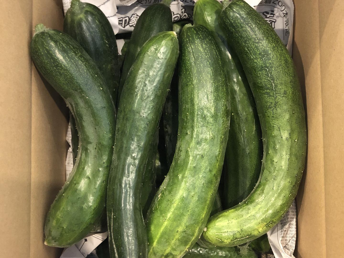 ときわ地這きゅうり ご家庭用1.8kg（農薬・化学肥料不使用