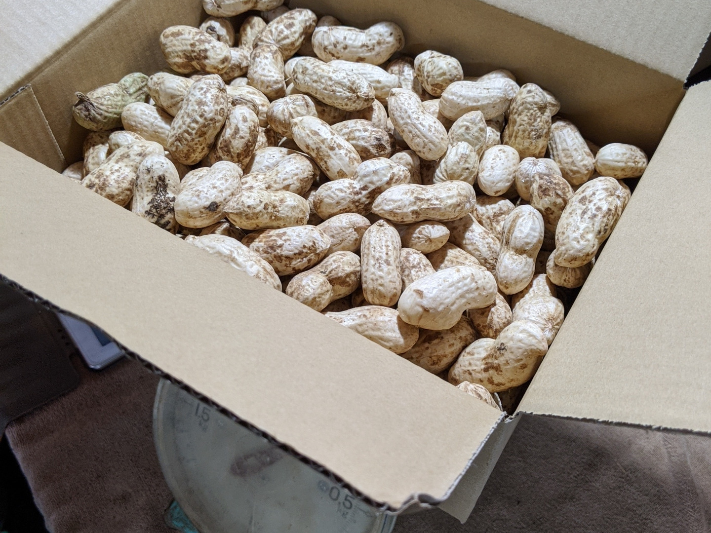 生落花生 3kg 塩ゆでしていただく千葉のソウルフード：千葉県産