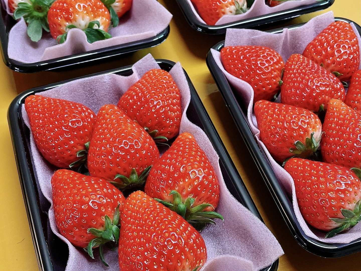 【クール便送料込】愛媛県産新鮮朝採りいちご ☆新鮮朝採り☆大粒いちご | 果物/いちご 産直アウル 農家から